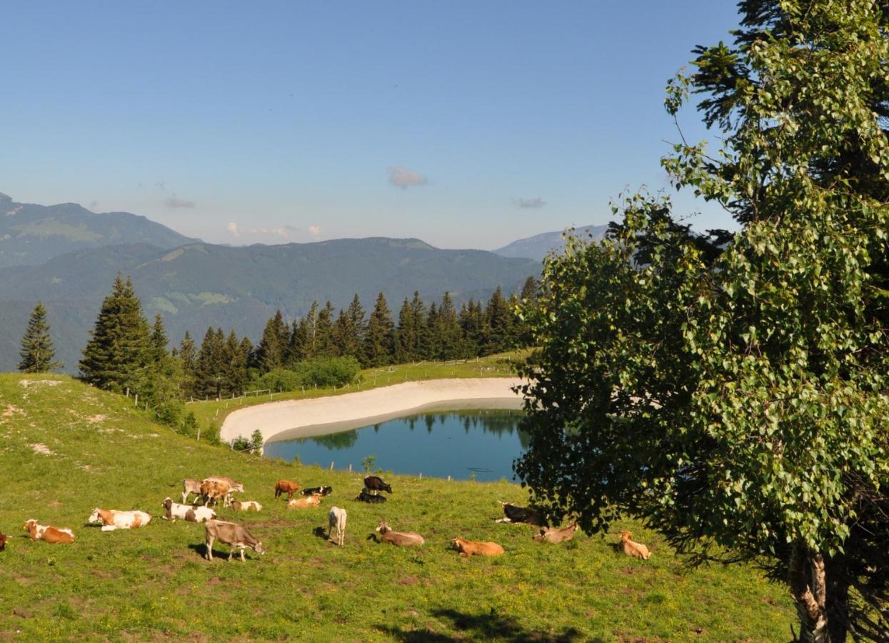 Mountain Pearl Golte Apartmán *